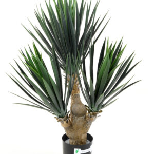 Planta Yucca Baby
