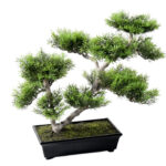 Bonsai