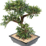 Bonsai Podocarpus Orme