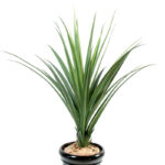 Planta Pandanus