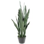 Planta Sansevieria