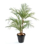 Palmeira Areca