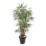 Palmeira Raphis Lady