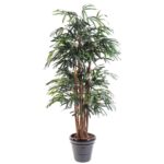 Palmeira Raphis Lady