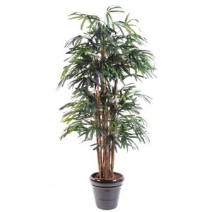 Palmeira Raphis Lady