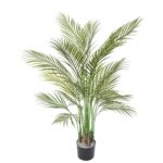 Palmeira Areca Multi Tronco