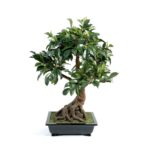 Bonsai Ficus