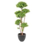 Podocarpus UV
