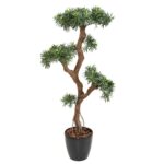 Podocarpus UV