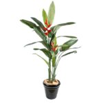 Planta Heliconia