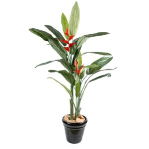 Planta Heliconia