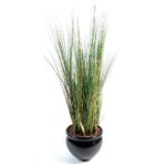 Erva Onion Grass